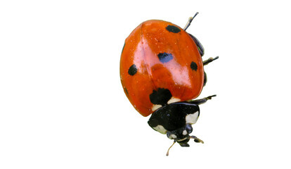Ladybug resting on the surface of a green leaf in a lush garden during a bright summer day with natural lighting isolated with clipping path on background © Aerials Wind