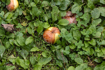Rotten fallen apple lying on green grass and plantain foliage © night87