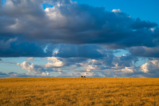 Sheep grazing on golden coastal grassland beneath dramatic storm clouds at Flamborough Head on the Yorkshire coast, England.