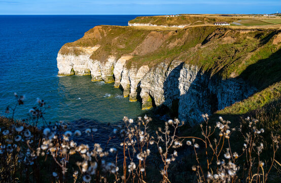 Sunlit chalk cliffs and sea caves above the blue North Sea at Flamborough Head on the Yorkshire coast, England, with coastal vegetation in the foreground.