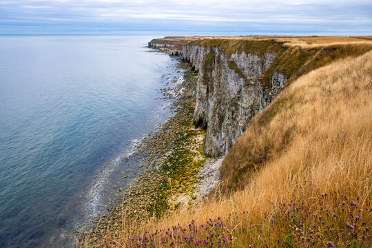White chalk cliffs and coastal grassland overlooking the North Sea at Flamborough Head on the Yorkshire coast, England.