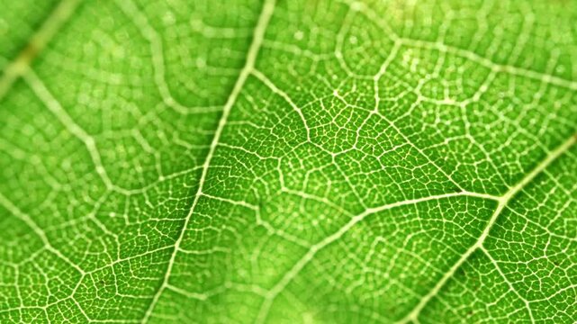 Extreme close up macro shot of a vibrant green grape leaf veins moving gently in the natural summer breeze captured in high quality