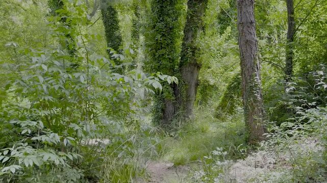 Preciosa ruta bot&aacute;nica de la torrecilla en bej&iacute;s