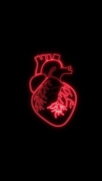 Anatomy animation motion graphics sketch neon red heart outlines. Medical anatomy animation motion graphics loop pulse rate vectors. Cardiology anatomy animation motion graphics map fields.