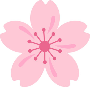 delicate japanese pink cherry blossom hanami flower vector illustration for spring and nature themes