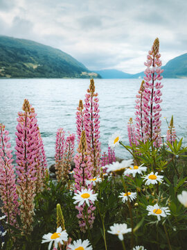 Pink lupine flowers and chamomiles blooming on the shore of fjord in Norway, scenic summer landscape moody scenery mountains nature travel destination in Stryn