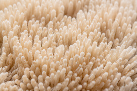 Close-up view of dense surface covered in tiny finger-like coral structures, neutral beige tones.