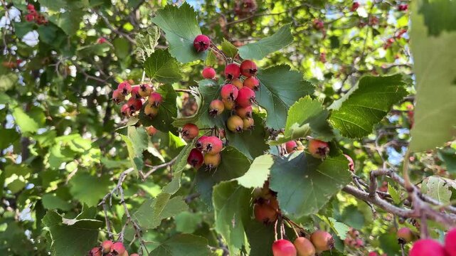 ripe red hawthorn berries grow on a hawthorn bush. cultivation of medical berries and plants concept	