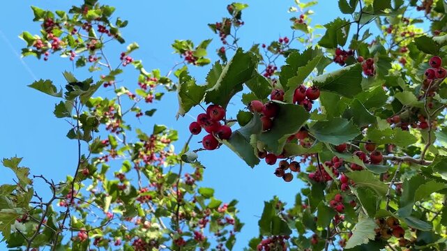 ripe red hawthorn berries grow on a hawthorn bush. cultivation of medical berries and plants concept	