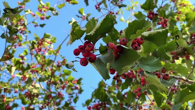 ripe red hawthorn berries grow on a hawthorn bush. cultivation of medical berries and plants concept	
