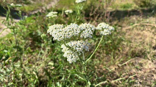 white yarrow flowers growing on the lawn. cultivation and collection of medical plants concept