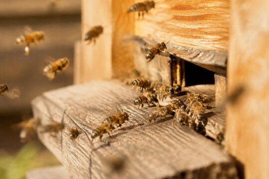 Close-up of a beehive entrance with blurred motion of bees.
