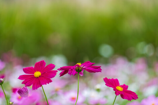 Vibrant magenta pink cosmos flowers blooming in line with soft green and floral bokeh background in autumn