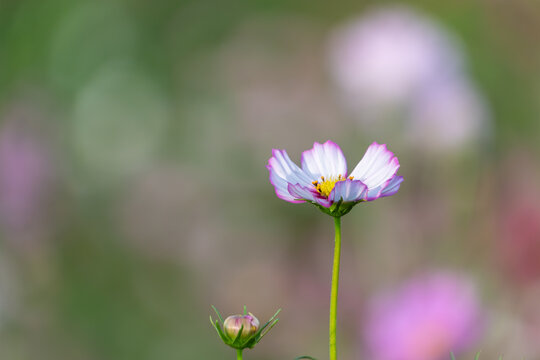 Close up of blooming white and pink bicolor cosmos flower with soft blurry bokeh background in autumn