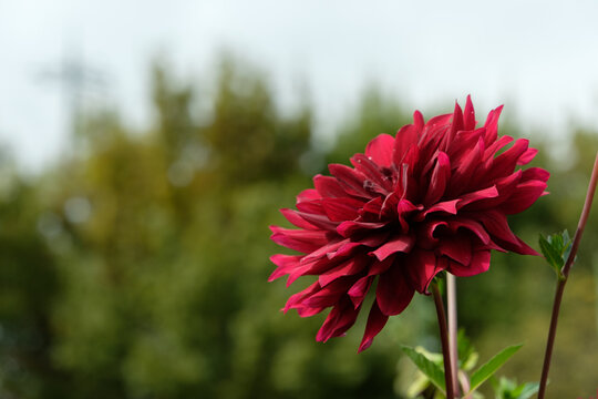 Close up of blooming deep red dahlia flower with soft green bokeh background in autumn garden