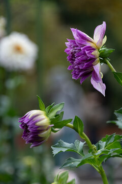 Close up of blooming purple dahlia flowers and buds with soft bokeh background in autumn garden