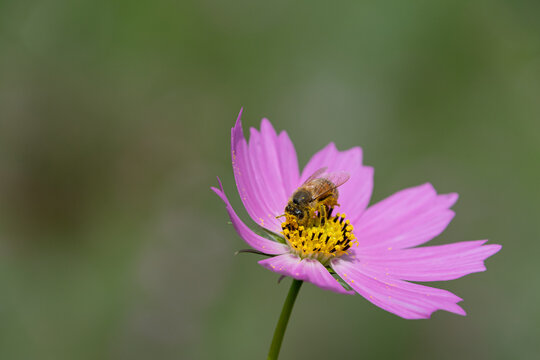 Close up of honeybee collecting pollen on pink cosmos flower with soft green blurry background in autumn
