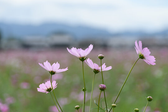 Delicate pink cosmos flowers blooming toward blue sky in vast autumn field with distant mountains landscape