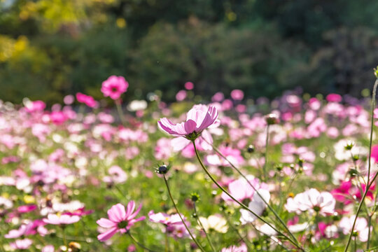Bright pink cosmos flowers blooming in vast autumn field with soft sunlight and green bokeh in Japan