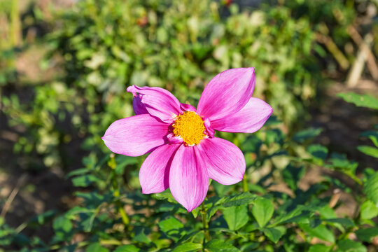 Close up of blooming pink single dahlia flower with soft green blurry foliage background in autumn