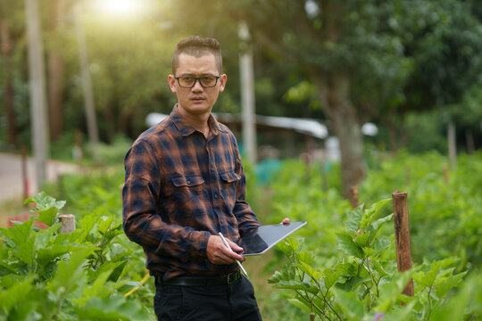 Asian Farmer Using Digital Tablet for Smart Agriculture and Monitoring Cabbage Crop Field