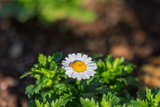Close up of blooming white paludosum daisy flower with soft blurry green bokeh background in spring garden