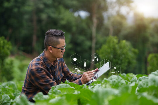 Asian Farmer Using Digital Tablet for Smart Agriculture and Monitoring Cabbage Crop Field
