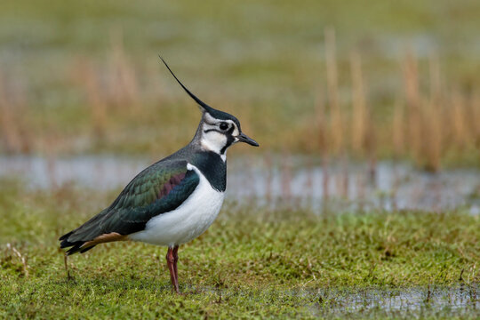 Northern lapwing standing in wet meadow, wildlife and grassland habitat concept