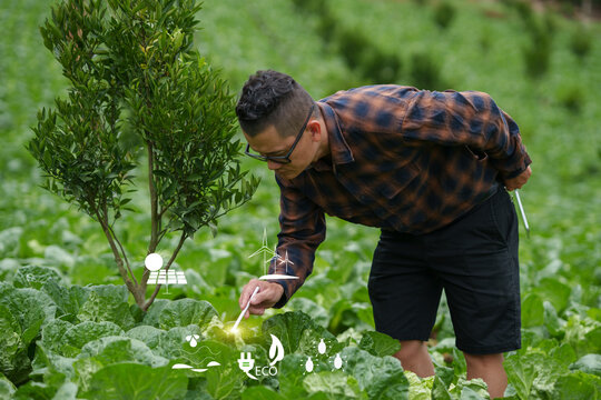 Asian Farmer Inspecting Crops in Vegetable Field Using Smart Farming Technology and Stylus Pen