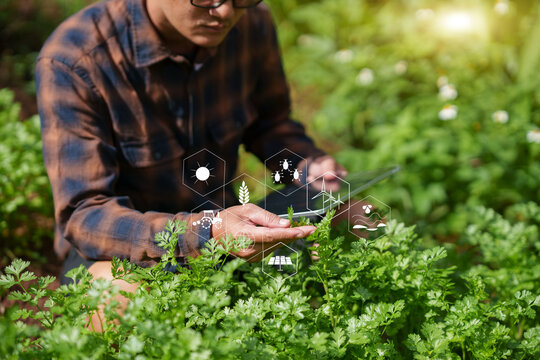 Asian Farmer Inspecting Crops in Vegetable Field Using Smart Farming Technology and Stylus Pen