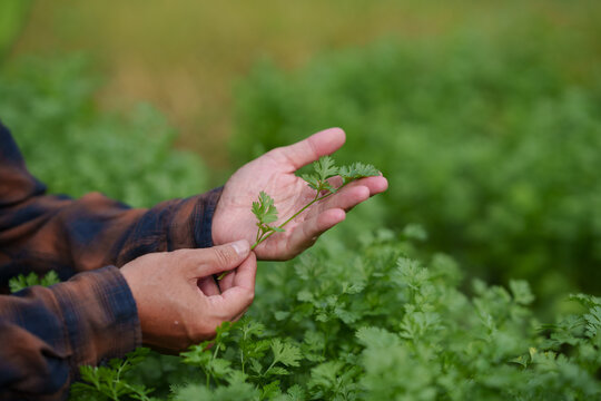 Environmental Conservation and Smart Farming Concept