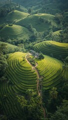 Naklejka premium Lush green tea plantation covering rolling hills with a winding path through the neatly arranged crops. 