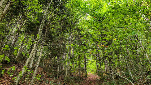 Forest trail winding through a dense summer woodland with lush green foliage. Tall trees creating a natural canopy. And light filtering through the vibrant leaves. Symbolizing nature. Growth