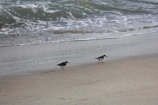 A flock of sandpipers run busily about the water's edge in Cape May.