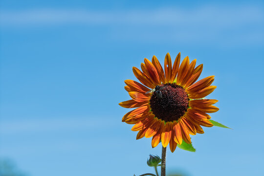 Vibrant chocolate sunflower blooming against clear blue sky with bee collecting nectar in summer Japan