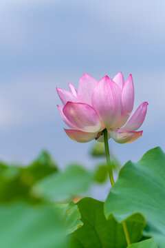 Blooming pink lotus flower standing tall against blue sky and green leaves in summer Japan