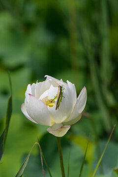 Close up of grasshopper resting on blooming white lotus flower with soft blurry green foliage in summer Japan