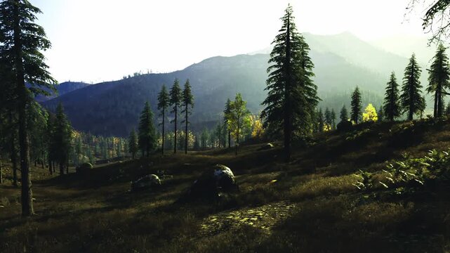 Twilight pine valley cool dusk light filters through tall trees, long shadows stretch across rolling slope, quiet atmosphere with muted tones and cinematic