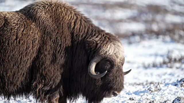 Close Up of a Muskox Grazing in the Snowy Arctic Tundra