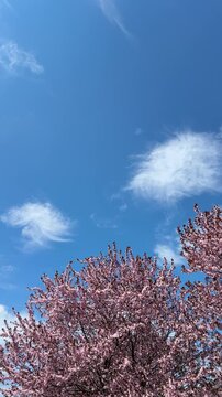 Spring sakura cherry blossoms against blue sky vertical video.