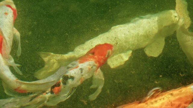 Colorful Japanese koi carps swimming gracefully in a clear green garden pond with soft water ripples.