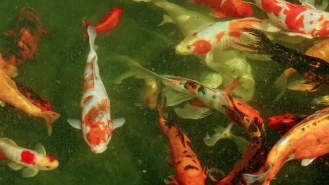 Colorful Japanese koi carps swimming gracefully in a clear green garden pond with soft water ripples.