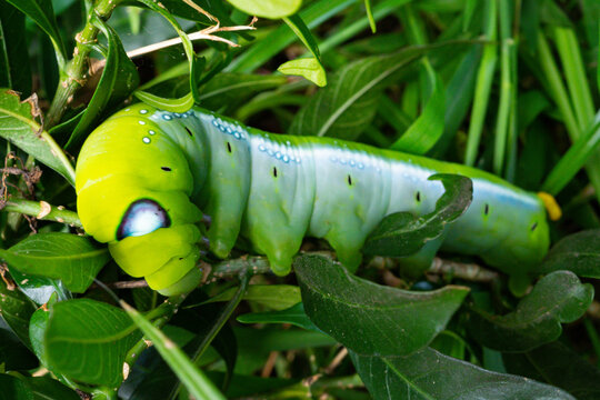 Oleander Hawk-moth Caterpillar Crawling on a Plant Branch, Green Oleander Hawk-moth Larva with Distinctive Eyespots in Nature, Daphnis Nerii Green Caterpillar on Foliage Garden