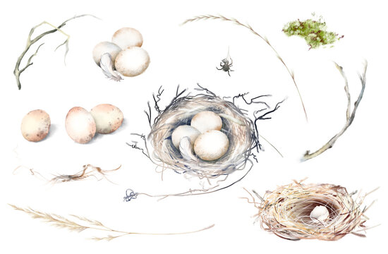 Watercolor hand drawn nature set with bird nests with eggs and broken shell, eggs, sticks, branches, moss, spider, wheat, feather isolated on white background. Spring woodland collection