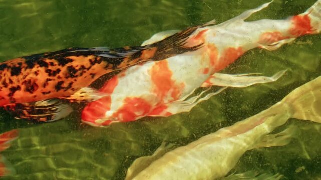 Colorful Japanese koi carps swimming gracefully in a clear green garden pond with soft water ripples.