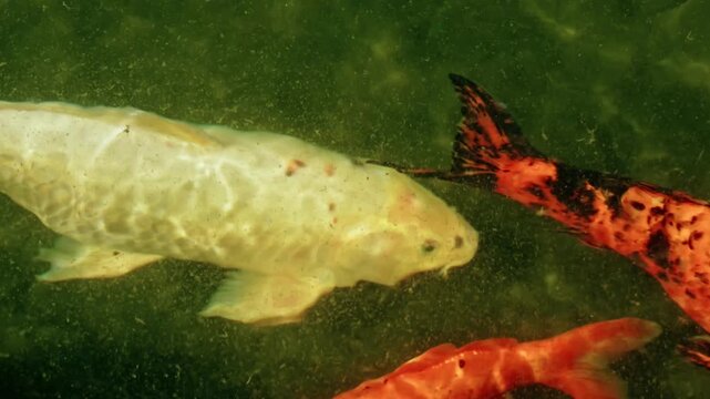 Colorful Japanese koi carps swimming gracefully in a clear green garden pond with soft water ripples.