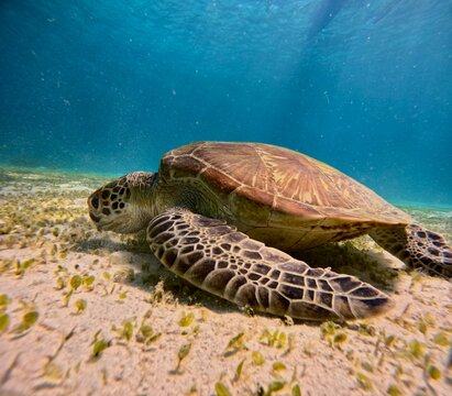 Turtle 1 (Bohol, Philippines)