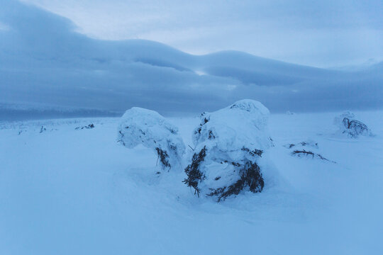 Snow covered spruce tree. Frost on the Northern Ural mountains, Komi Republic, Russia