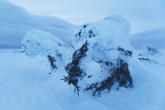Snow covered spruce tree. Frost on the Northern Ural mountains, Komi Republic, Russia