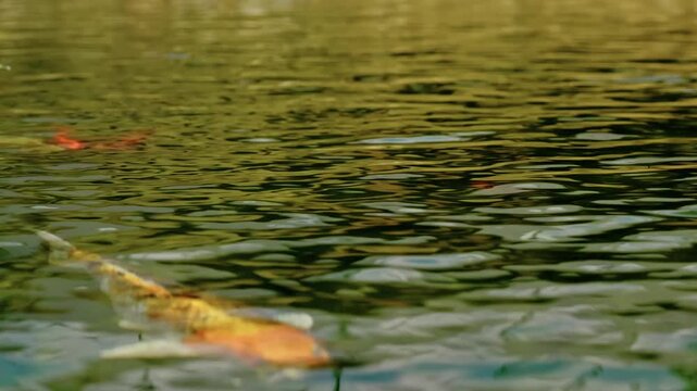 Colorful Japanese koi carps swimming gracefully in a clear green garden pond with soft water ripples.